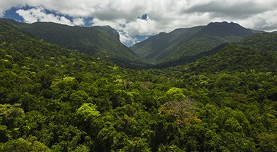 Daintree Rainforest canopy
